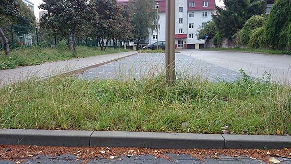 Zielone chaszcze na dojedzie do Kauflandu