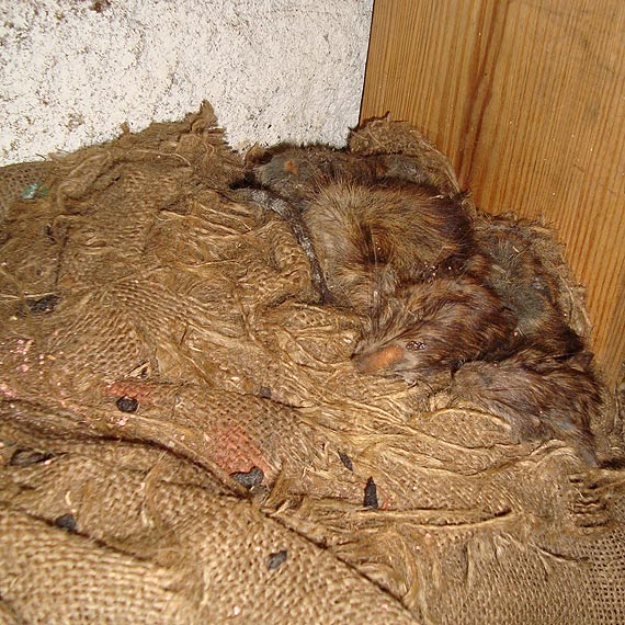 Czytelniczka: Plaga szczurów w bloku przy ulicy Matejki. Gryzonie przedostają się do mieszkań