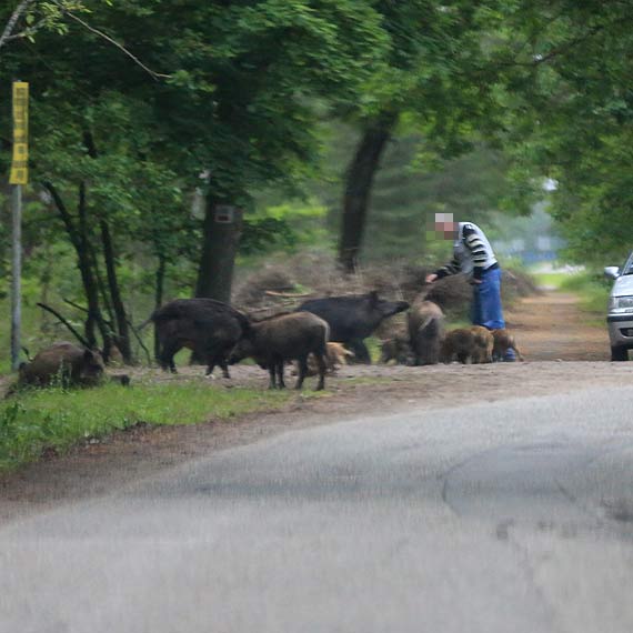 Dzik lubi kanapki?