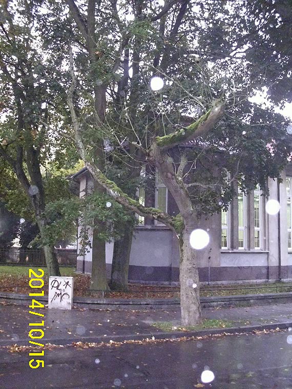 Czytelnik: Wyschnite drzewa zagraaj bezpieczestwu