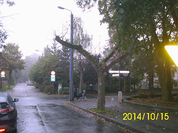 Czytelnik: Wyschnite drzewa zagraaj bezpieczestwu