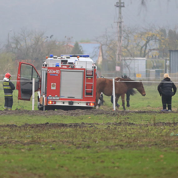 Koń kopnął opiekuna zwierząt. Mężczyzna cierpiał. Zakopana karetka nie mogła wyjechać. Zobacz film!