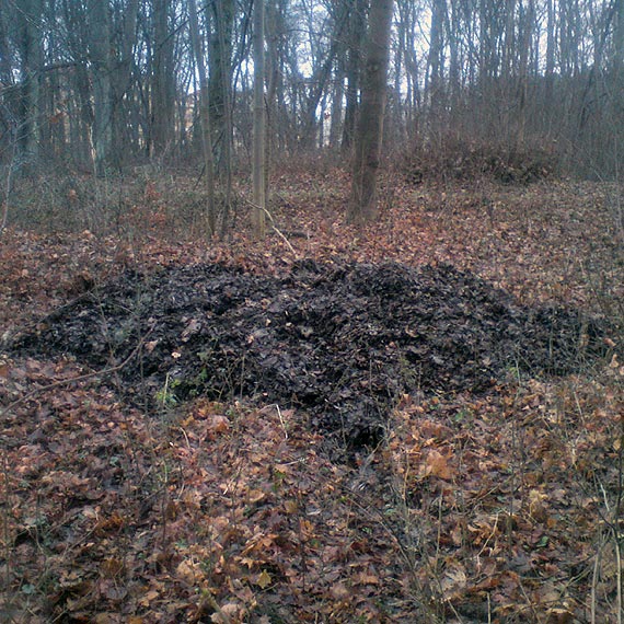 Bardzo dziwne porzdki. Czytelnik pyta magistrat