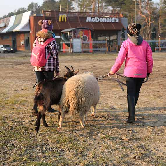 Nowe trendy w winoujciu! Czy z ulic znikn psy?
