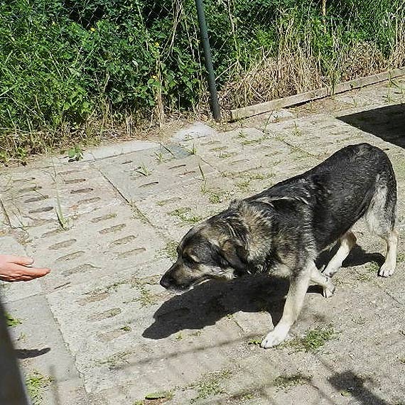 Sprawa schroniska dla zwierzt: sd przyzna racj Miastu