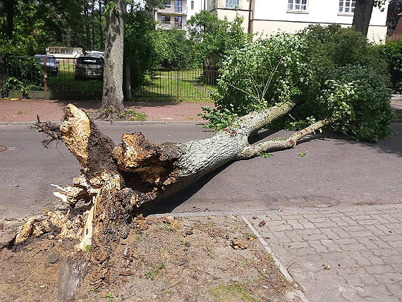 Czytelniczka: Drzewo prawie mnie zabio! Uwaajcie na wiatr, moecie zgin! 