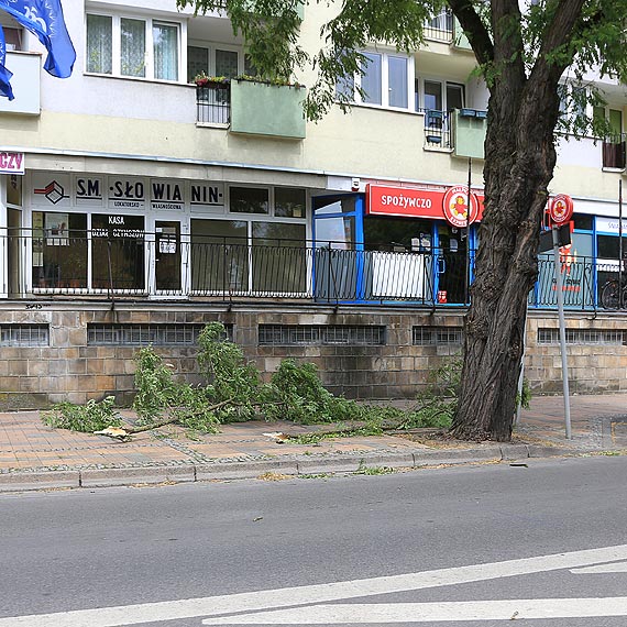 Czytelniczka: Drzewo prawie mnie zabiło! Uważajcie na wiatr, możecie zginąć!