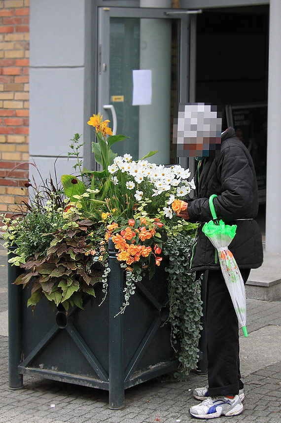 Bezdomni kwiatożercy sieją postrach i zniszczenie na kwietnikach!