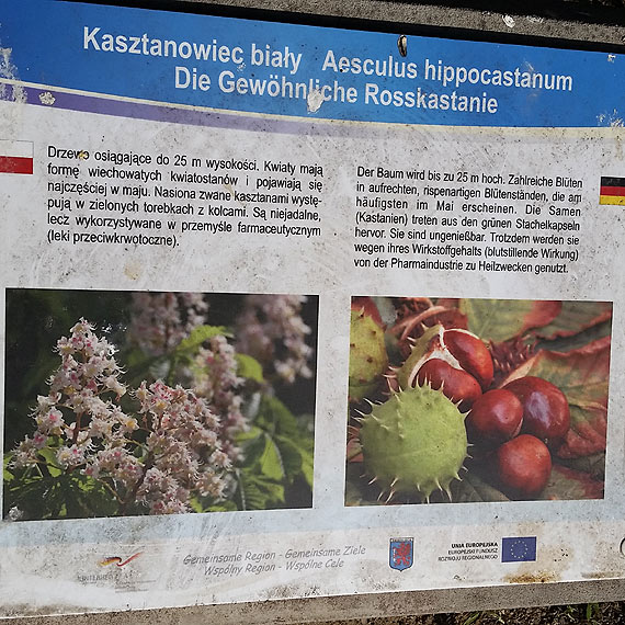 Uschnięte krzewy, tablice aż kleją się od brudu.Co od 2 miesięcy robi firma zajmująca się zielenią?