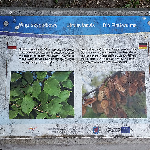 Uschnięte krzewy, tablice aż kleją się od brudu.Co od 2 miesięcy robi firma zajmująca się zielenią?