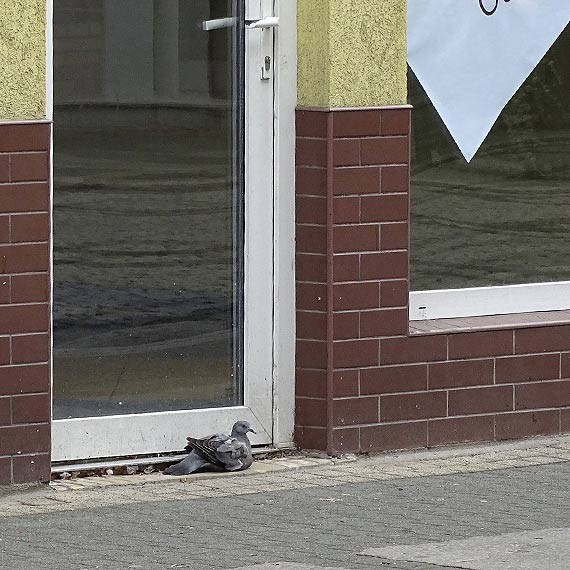 Co zrobić z ptakiem?