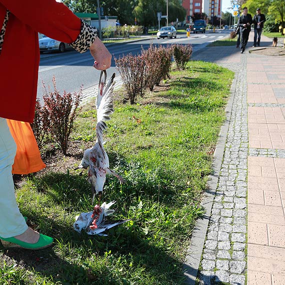 Dyrektor KA: Kierowca wjechał w ptaki z premedytacją, lecz uważał, że odlecą