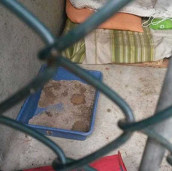 Czytelnik: Zwierzęta w schronisku wcale nie mają lepiej...