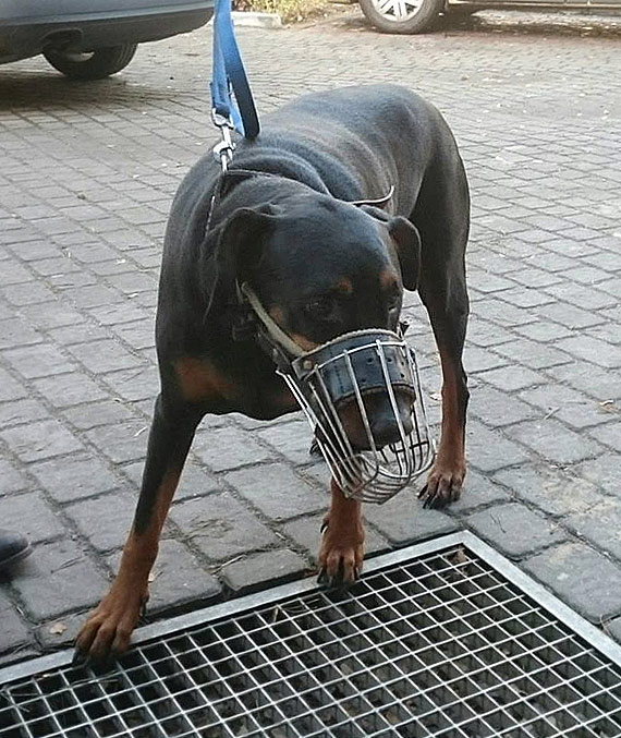Do schroniska trafiy dwa psy! Szukamy ich wacicieli!