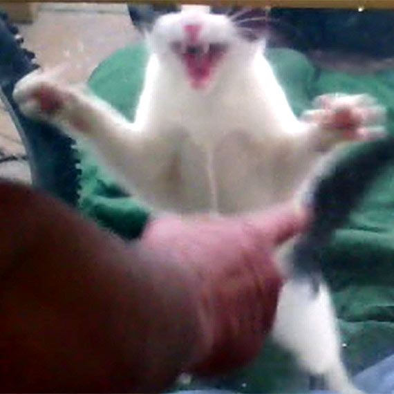 Wściekła kotka Milka trafiła do schroniska! Ugryziona Czytelniczka musi skierować się na badania do SANEPIDU. Zobacz film z ataku kota!