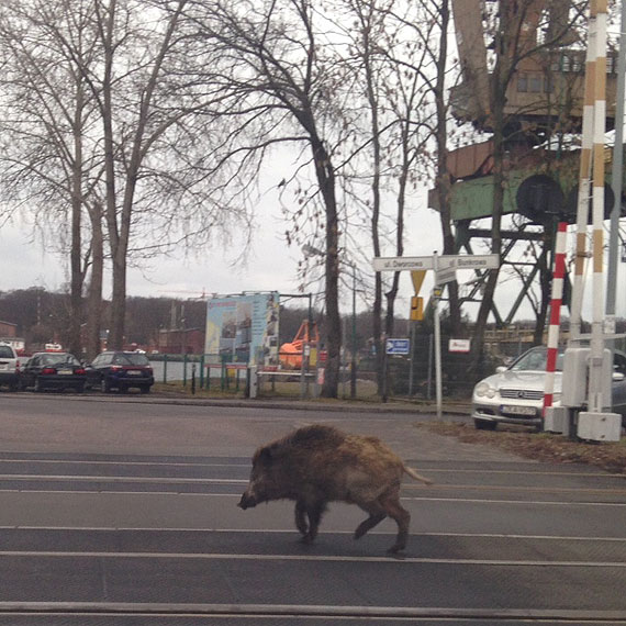Uwaga na dzikich samobójców na Warszowie!