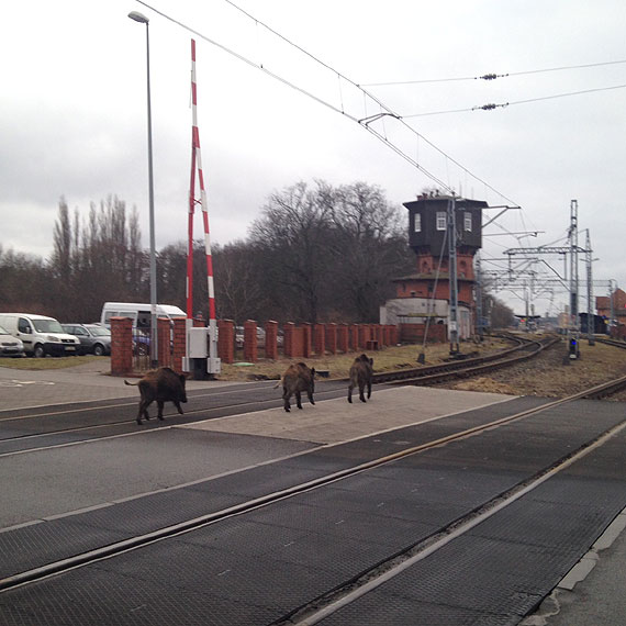 Uwaga na dzikich samobójców na Warszowie!