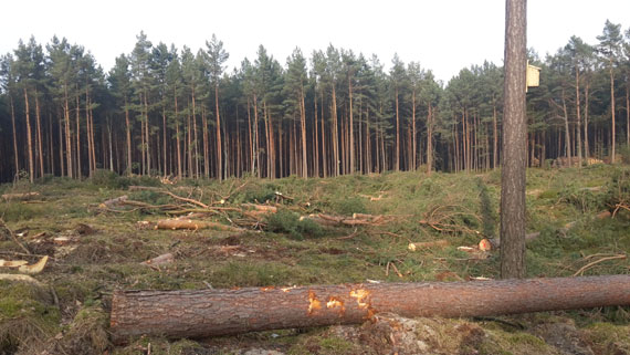 Czytelniczka: Ogromna cz lasu na prawobrzeu wycita w pie! Czy ju niedugo wszdzie bdziemy mie Sahar?