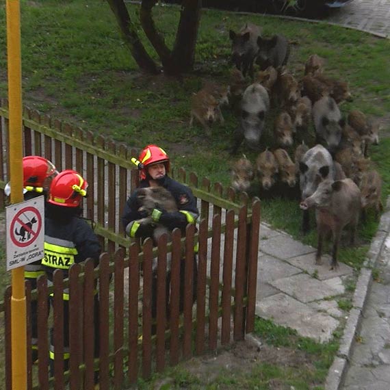 Mae dziczki zaklinoway si na placu zabaw! Na pomoc ruszyo cae stado! Zobacz niezwyke zdjcia!