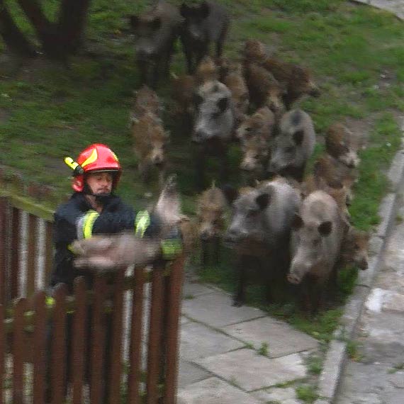 Mae dziczki zaklinoway si na placu zabaw! Na pomoc ruszyo cae stado! Zobacz niezwyke zdjcia!