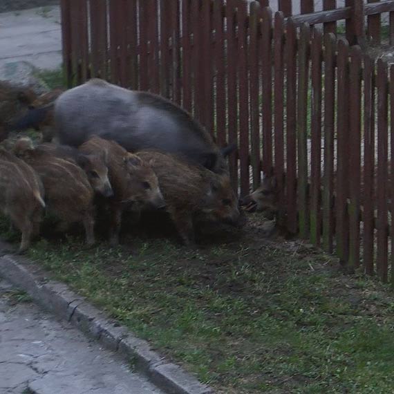 Mae dziczki zaklinoway si na placu zabaw! Na pomoc ruszyo cae stado! Zobacz niezwyke zdjcia!