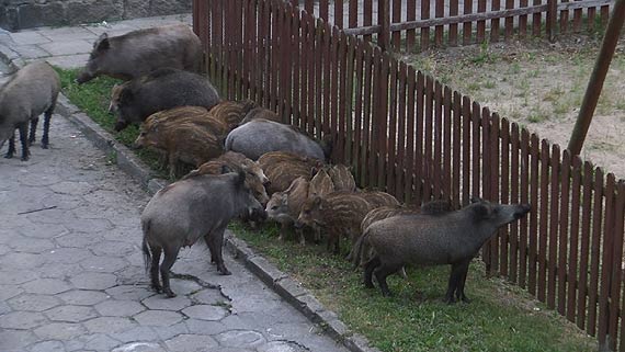 Mae dziczki zaklinoway si na placu zabaw! Na pomoc ruszyo cae stado! Zobacz niezwyke zdjcia!