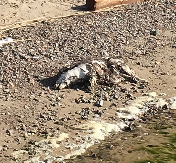 Woda wyrzuciła ciało psa na plażę... Czyżby ktoś się go pozbył w bestialski sposób?