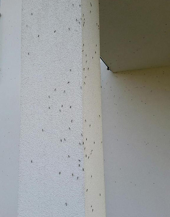 Niebo po prostu czarne. Krwiożercze bestie nadlatują!