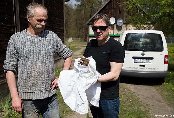 Uratowali rannego myszoowa. To kolejny ptak, ktremu pomogli ludzie