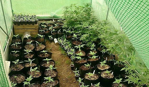 Białogardzcy policjanci zlikwidowali kolejną plantację konopi