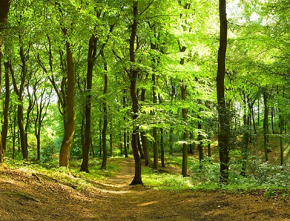 Poradnik Bezpieczne Wakacje w Lesie, w Mieście