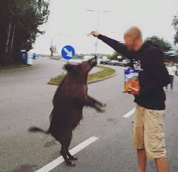 Tresowane dziki w winoujciu! Za chipsy stan nawet na dwch racicach!