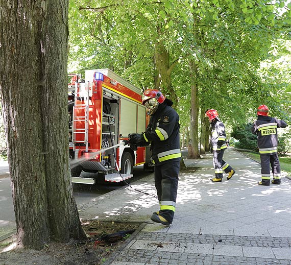 Przy Piłsudskiego zapaliło się drzewo! Strażaków ubiegł jeden z mieszkańców!