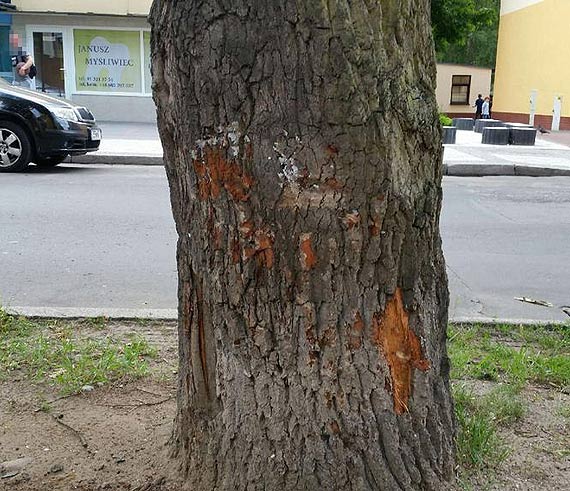 Chcieli wysadzić cały blok! Parcianymi pasami o 1:00 w nocy próbowali wyrwać rurę z gazem! Gdy uciekali, uderzyli samochodem w drzewo