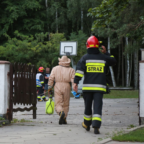 Osy zamieszkay przy kociele! Na pomoc ruszyli straacy