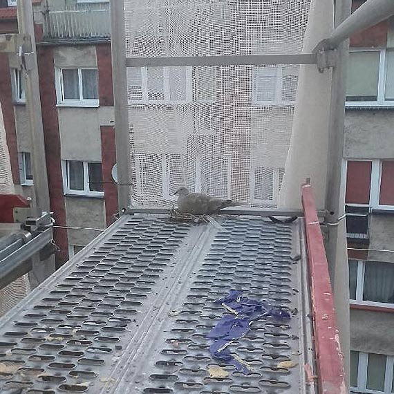 Gołębie gniazdo w niebezpieczeństwie. Zaniepokojony Czytelnik apeluje, by je przenieść