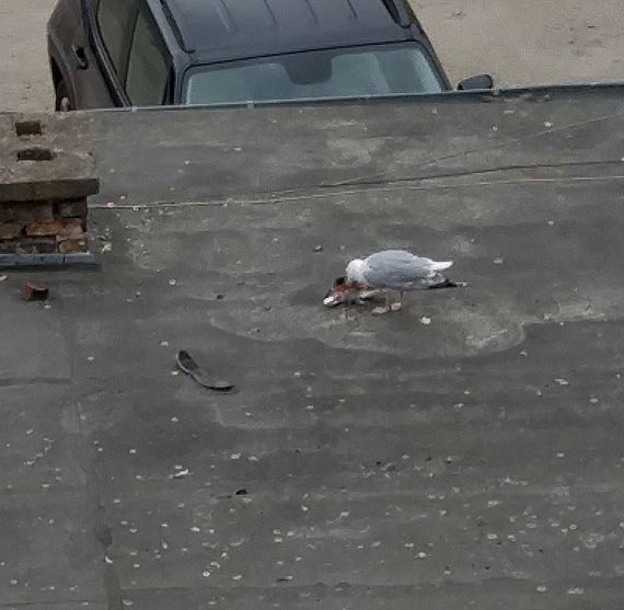 Mieszkaniec: Latajce predatory rozszarpuj niewinne gobki! 