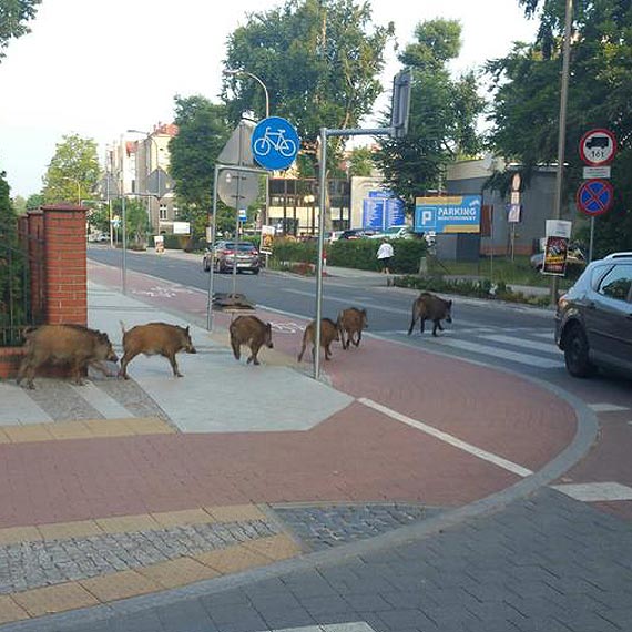 Śniadanie na promenadzie? Stado dzików grzecznie przechodzi po pasach