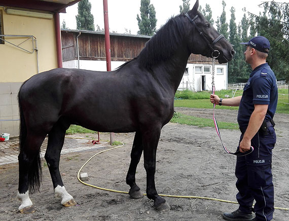 Karmel- nowy koń zasili szeregi zachodniopomorskiej policji