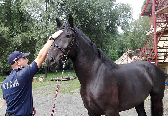 Karmel- nowy koń zasili szeregi zachodniopomorskiej policji