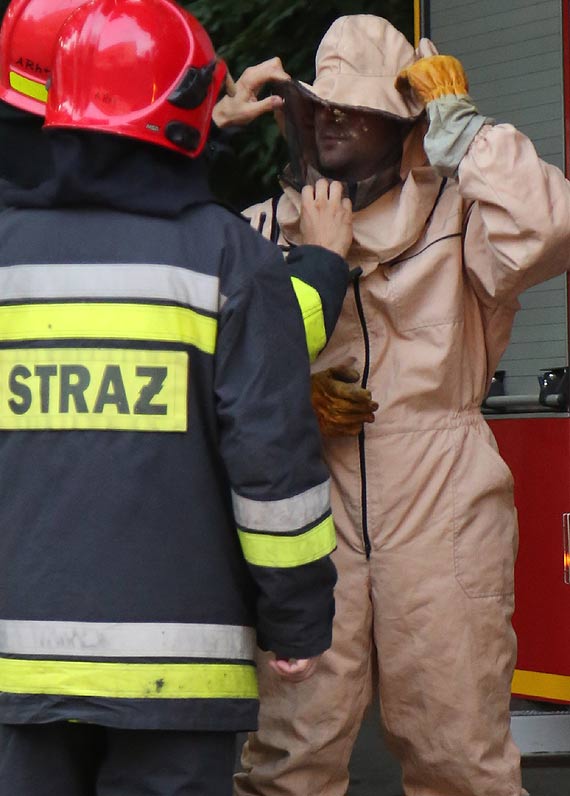 Strażacy uwolnili mieszkańców ulicy Jaracza od os!