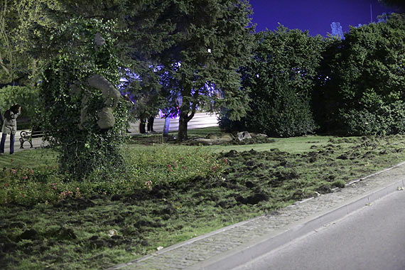 Przeryy trawnik, a teraz pi. Kilkanacie dzikw ma sypialni na promenadzie. Zobacz film!