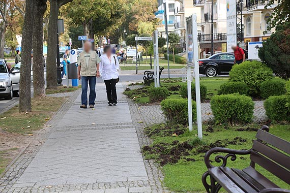 Wataha dzikw niszczy wszystko co napotka na swojej drodze. Ostatnio zdemoloway trawnik przed hotelem Avangard. Zobacz film!