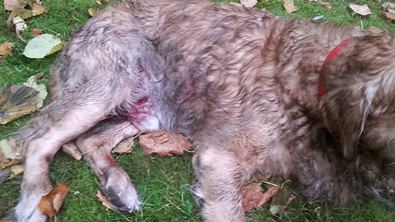 Dziki prawie rozerwały psa. Świadkowie przyznają, że rzucały nim jak szmacianą lalką. Zaatakowany Golden Retriever aktualnie walczy o życie