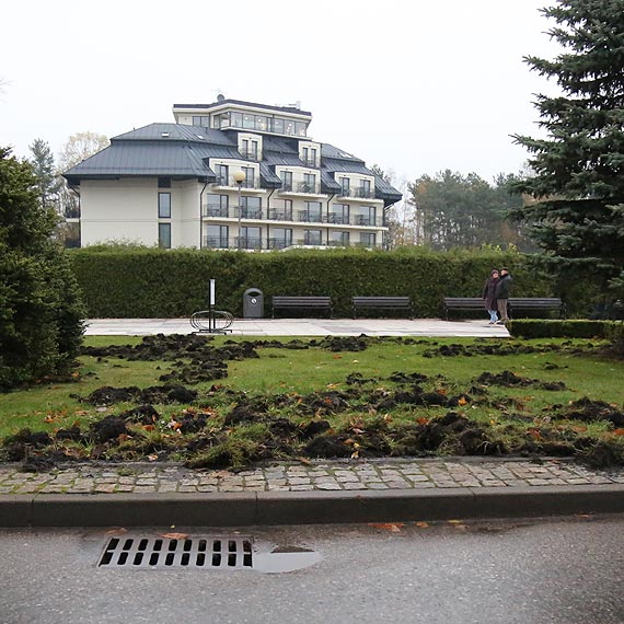 Dziki „pozdrawiają” z promenady