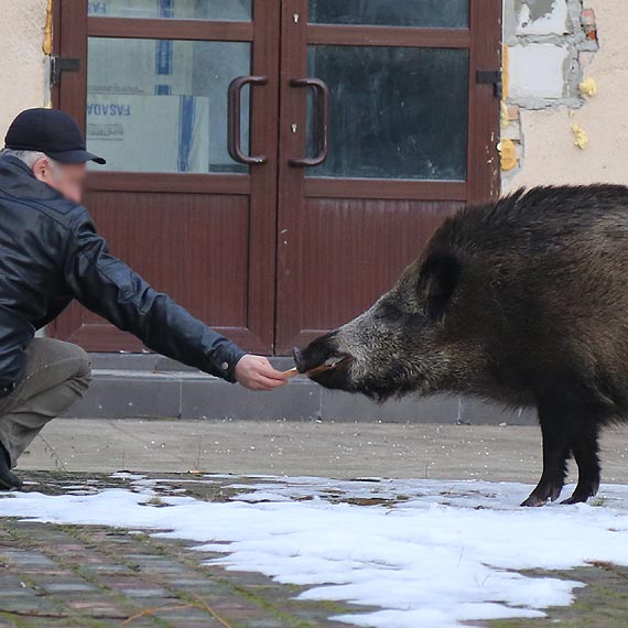 Selfik z dzikiem? Takie rzeczy tylko w winoujciu! Zobacz film!