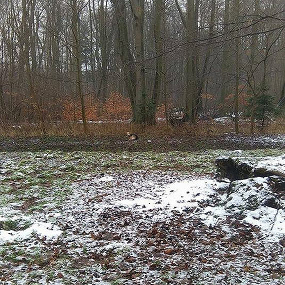 Czy nie można pomóc temu psu?