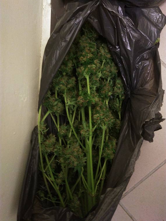 Zlikwidowana plantacja konopi w powiecie kołobrzeskim