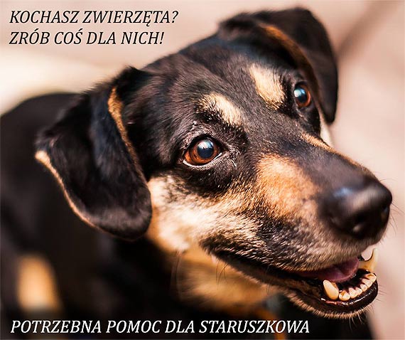 ¦winouj¶cianka prosi o materia³y budowlane, aby pomóc w remoncie domu spokojnej staro¶ci dla niechcianych psiaków!