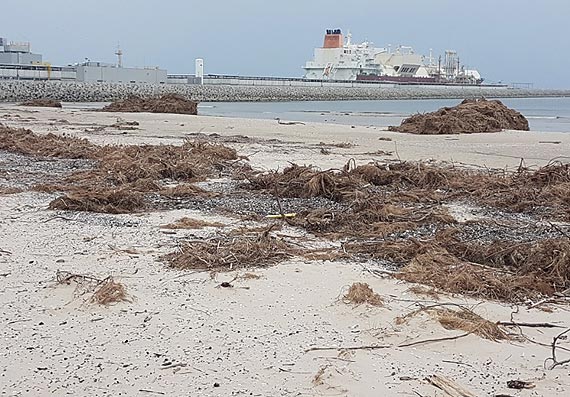 Miasto nie będzie sprzątać plaży na Warszowie. Kidzina jest pod ochroną